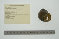 Cipangopaludina chinensis image