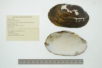 Lampsilis siliquoidea image