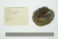 Lampsilis higginsii image