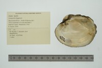 Lampsilis higginsii image