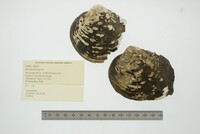 Quadrula fragosa image