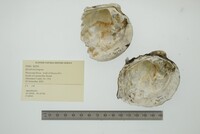 Quadrula fragosa image