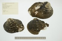 Quadrula nobilis image