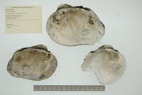 Quadrula nobilis image