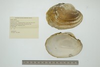 Lampsilis cardium image