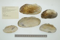 Pyganodon grandis image