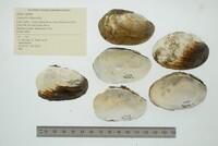 Lampsilis siliquoidea image