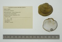 Cyclonaias nodulata image