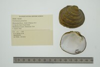 Cyclonaias pustulosa image