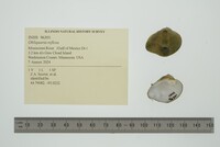 Obliquaria reflexa image