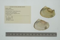 Potamilus ohiensis image