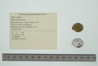 Quadrula quadrula image