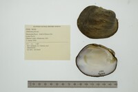 Amblema plicata image