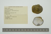 Cyclonaias nodulata image