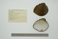 Fusconaia flava image