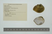 Obliquaria reflexa image