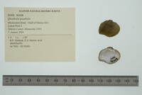 Quadrula quadrula image