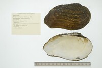 Tritogonia verrucosa image