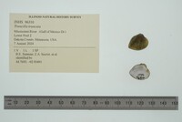 Truncilla truncata image