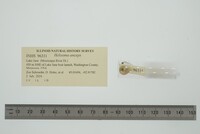 Helisoma anceps image