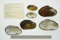 Lampsilis siliquoidea image