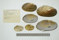 Pyganodon grandis image