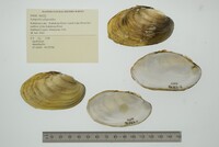 Lampsilis siliquoidea image