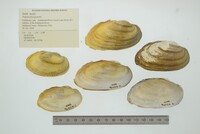 Pyganodon grandis image