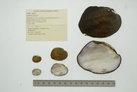 Amblema plicata image