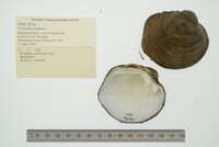 Cyclonaias nodulata image