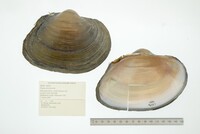 Pyganodon grandis image