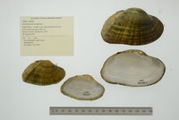 Alasmidonta marginata image