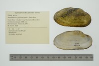 Anodontoides ferussacianus image