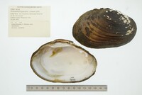 Ortmanniana ligamentina image