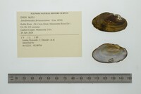 Anodontoides ferussacianus image