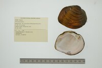 Fusconaia flava image