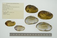 Lampsilis siliquoidea image