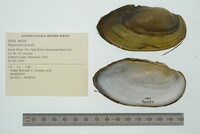 Pyganodon grandis image