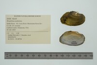 Strophitus undulatus image