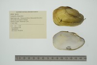 Lampsilis siliquoidea image
