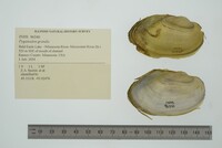 Pyganodon grandis image