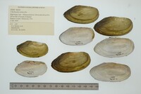 Utterbackia imbecillis image