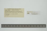 Valvata tricarinata image