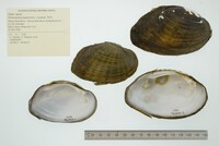 Ortmanniana ligamentina image