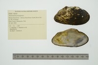 Alasmidonta marginata image