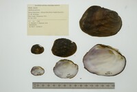 Amblema plicata image