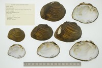 Fusconaia flava image