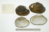 Lampsilis cardium image