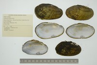 Lampsilis siliquoidea image