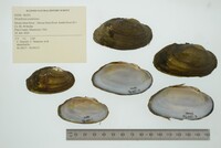 Strophitus undulatus image